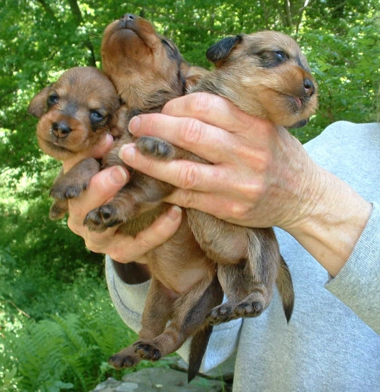 miniature long haired dachshund puppies. in a Parsonage puppy,